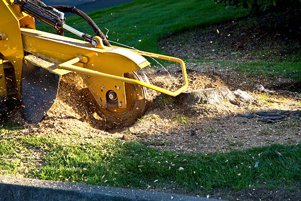 The Steps Involved in Our Tree Care Process in Caraway, AR